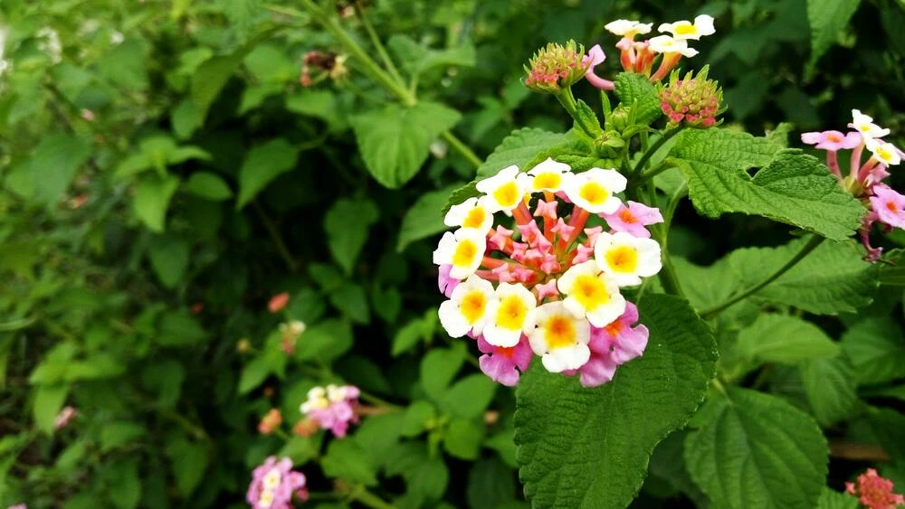 Ihre Experten für Gartenberatung in Winterthur - Gartenberatung Winterthur in Winterthur